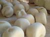 goat cheese drying